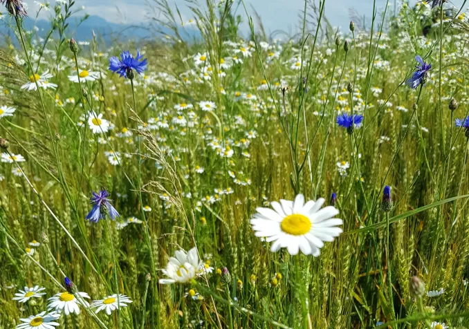 © Florence Clerc Aegerter